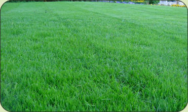 hydro seeding, spray on lawn